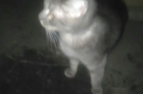 Найдена кошка: Мокроусова, 34