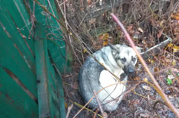 Найдена собака на Парковой, Лыткарино