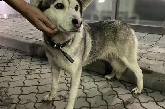 Найдена собака: Лесозаводская, 2А