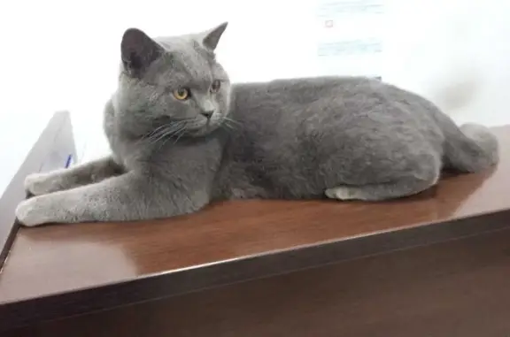Найден породистый кот, Булатниковская