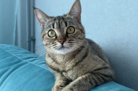 Пропала кошка в Омске, полосатая