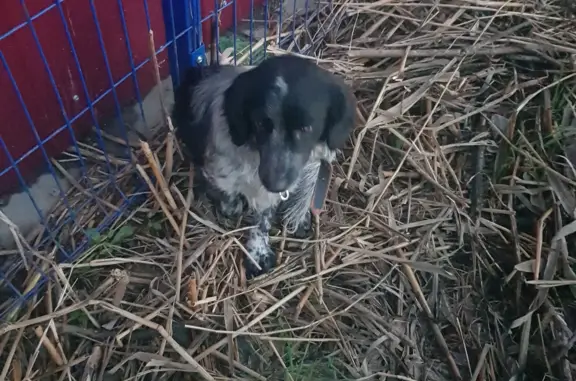 Найдена собака на Адлерской, Краснодар