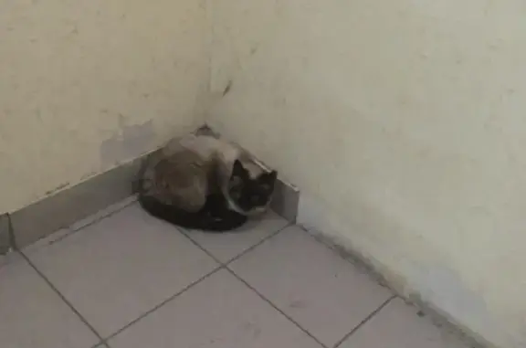 Найдена кошка на Баранова 12