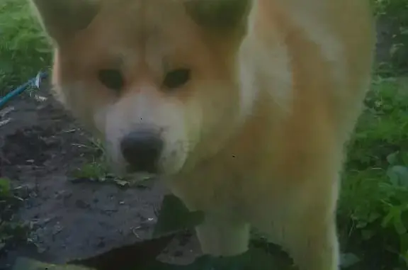 Пропала собака в Ожигово, Москва