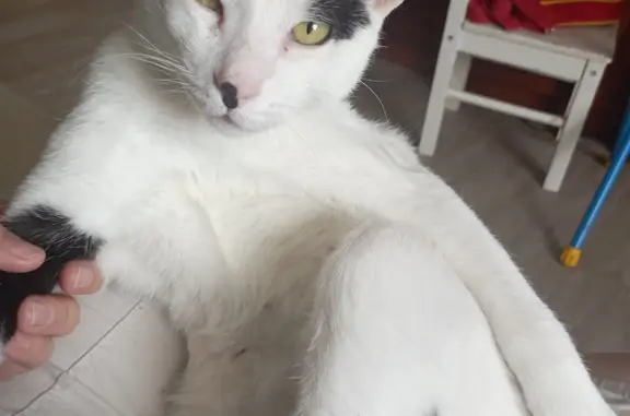 Кошки потеряшки, Трубичинское, фото: Потеряшка кот: Горная ул., 1