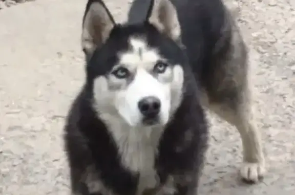 Собаки потеряшки, Волгоград, фото: Потеряшка хаски Грей, ул. Латошинская