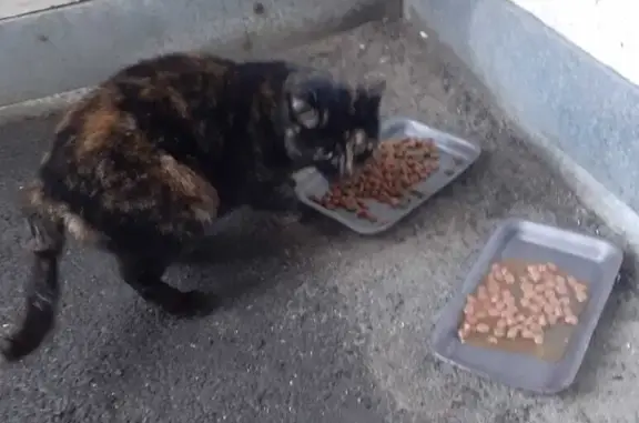 Найдена кошка: Ореховый пер., Ростов