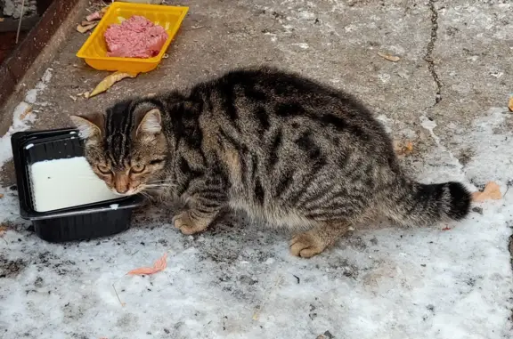 Кошка найдена: Мамина-Сибиряка, 137