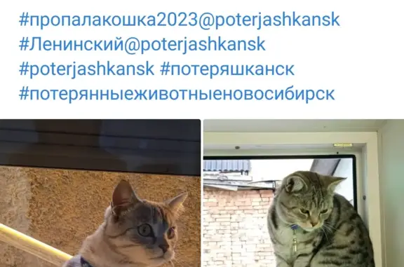 Пропал кот: Станиславского, 29