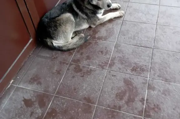 Найдена собака: Рязанская ул., 20, Тула