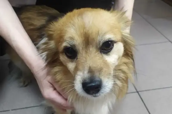 Найдена собака, Санкт-Петербург, фото: Найдена собака, Звёздная ул., 5 к1