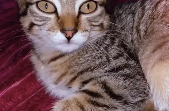 Пропала кошка в Кижинге, Бурятия