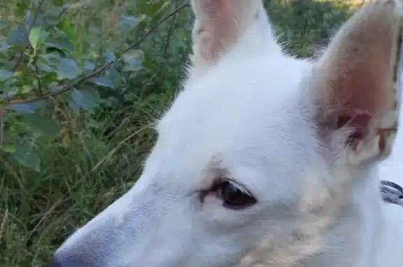 Собаки потеряшки, Санкт-Петербург, фото: Потеряшка кобель, Октябрьская наб. 94 к4