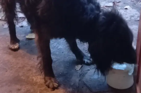 Найден черный пес, Калининград