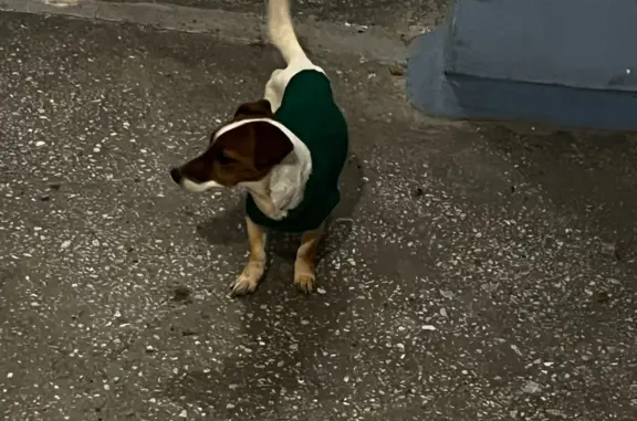Найдена собака на 15-й Рабочей, Омск