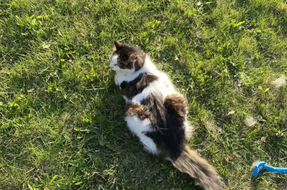 Кошки потеряшки, Санкт-Петербург, фото: Потеряшка кошка: Мечникова, 5 к2, СПб