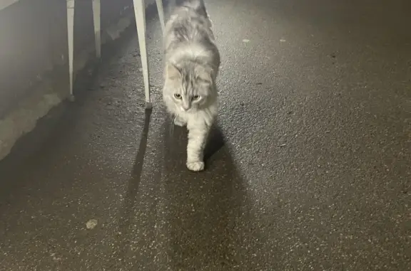 Найдена кошка ул. Пузакова, 58, Тула