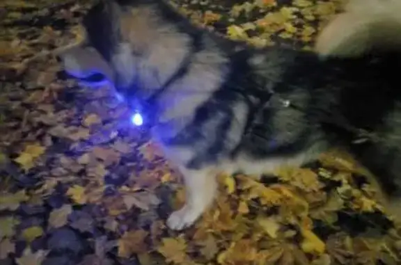 Собаки потеряшки, Воронеж, фото: Потеряшка маламут, Минина 17, Воронеж