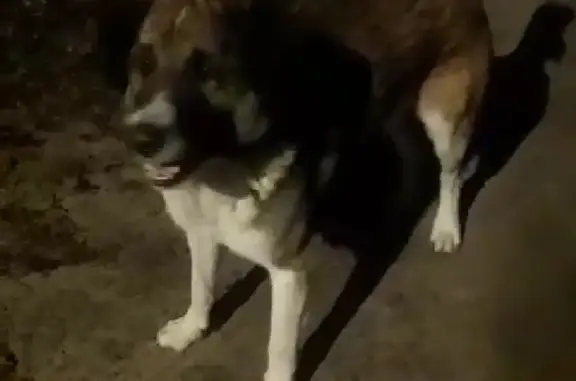 Найдена собака в Антипино, Шатурский