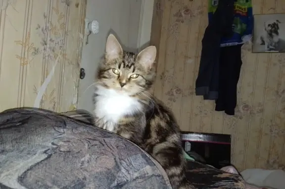 Кошки потеряшки, Санкт-Петербург, фото: Потеряшка кошка: Руднева, 19 к1, СПб