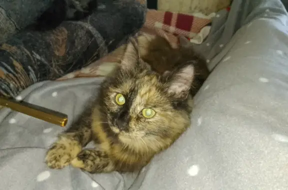 Кошки потеряшки, Санкт-Петербург, фото: Потеряшка кошка, ул. Руднева 19 к1, СПб