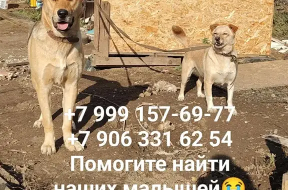 Пропали собаки в Калмашском, Татарстан