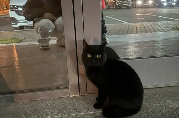 Найден черный кот: Федосеевская, Казань