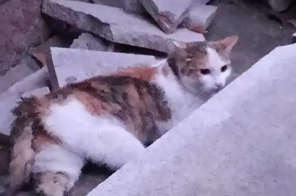 Кошка сбита на ул. Елькина, 75