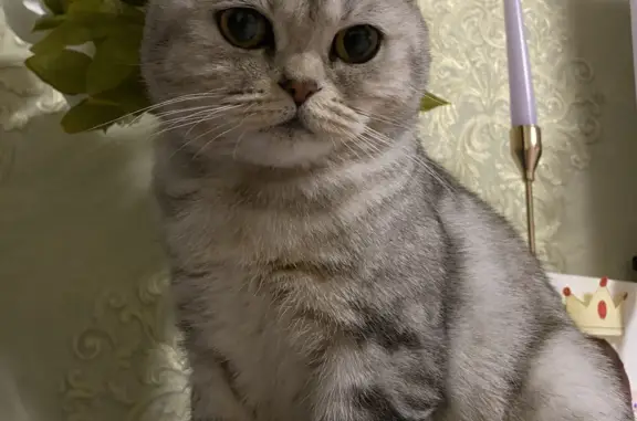 Найдена кошка: ул. Юности, 12А, Нижнекамск
