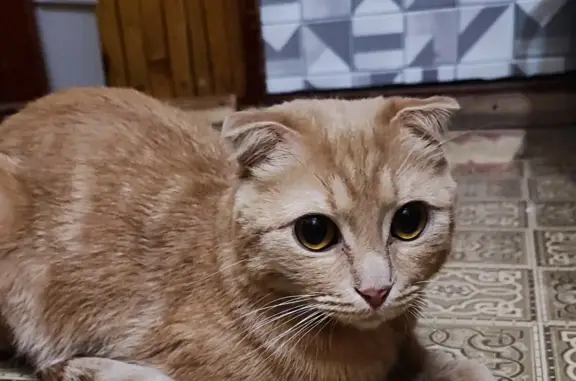 Найден кот: пр-т Ленина, 143, Кемерово