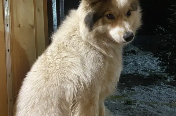 Пропала собака в Конь, Татарстан