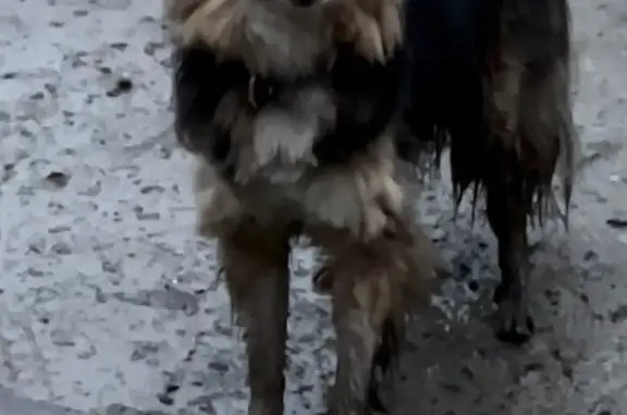 Потеряшка-собака, ул. Ю.М.Нагибина, Омск