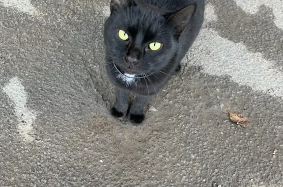 Чёрный кот найден: Шекспира, 34