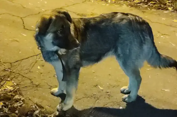 Найден щенок, ул. Н. Вирты, 34, Тамбов