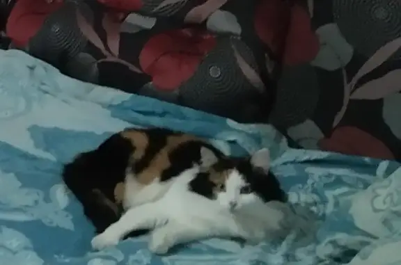 Кошки потеряшки, Киров, фото: Потеряшка кошка на ул. Некрасова, 40А