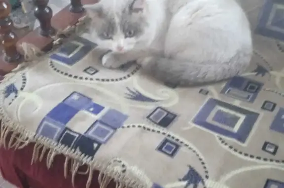 Пропала кошка, ул. 18 лет Октября, 160