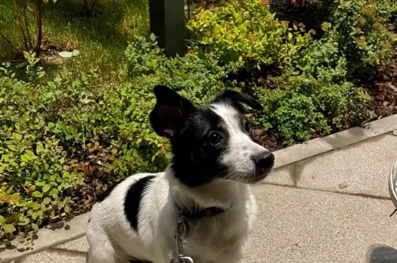 Собаки потеряшки, Москва, фото: Потеряшка собака: шоссе Энтузиастов, 3к1