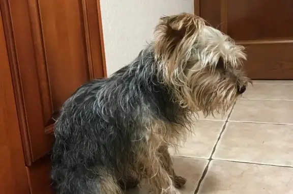 Найдена собака, Санкт-Петербург, фото: Найден пес: ул. Антонова-Овсеенко, 25 к1