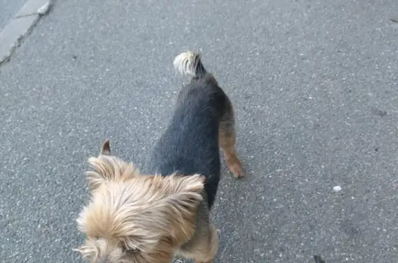 Собаки потеряшки, Санкт-Петербург, фото: Потеряшка йорк, ул. Шелгунова, 6 к2