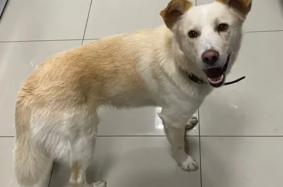 Найдена собака, Санкт-Петербург, фото: Найдена собака: Космонавтов, 45