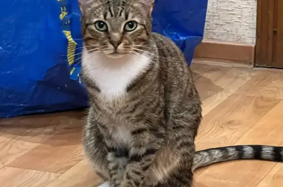 Кошки потеряшки, Санкт-Петербург, фото: Потеряшка кошка: Октябрьская наб., 124 к4