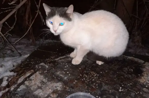 Найдена кошка: Панфиловский пр., Зеленоград