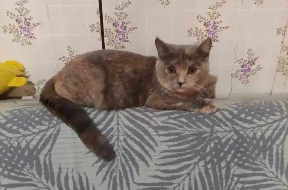 Пропала кошка: Симоненкова, 21А