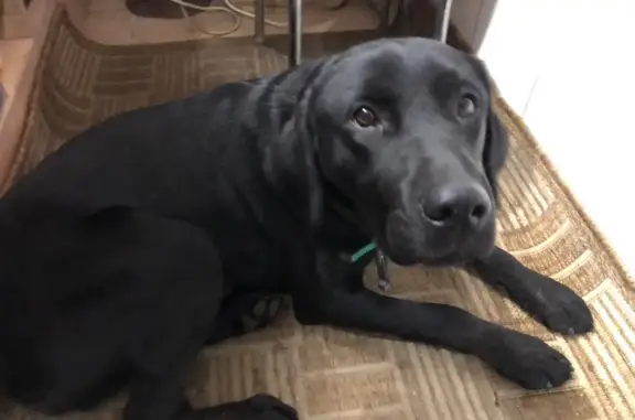 Объявления о пропавших и найденных животных, Калининград, фото: Найдена собака: ул. Емельянова, 178А