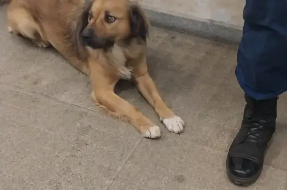 Найдена собака у МЦК Энтузиастов