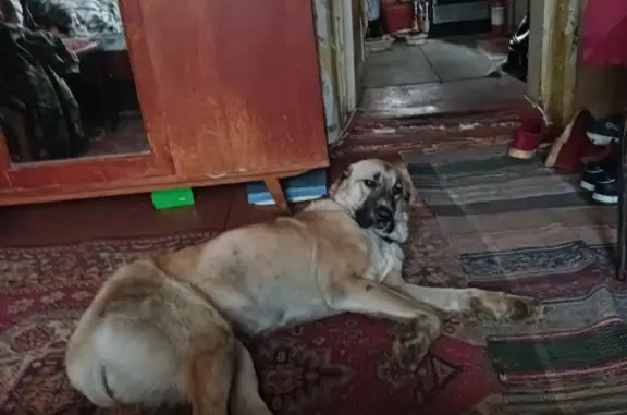 Собаки потеряшки, Нижний Новгород, фото: Потеряшка собака, ул. Пискунова, НН