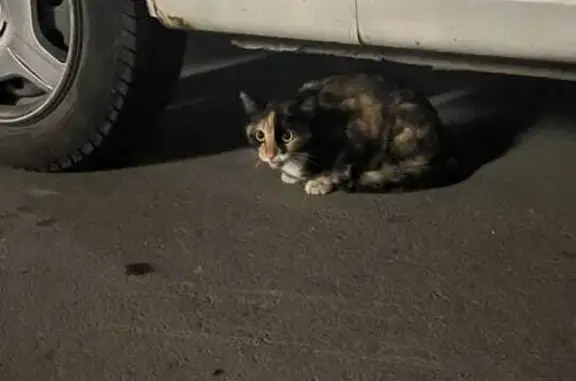 Пропала кошка, Новосибирск, 1.6 года