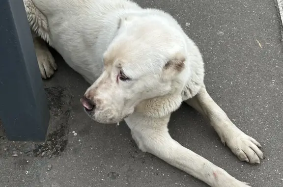 Найдена собака: Старошереметьевское