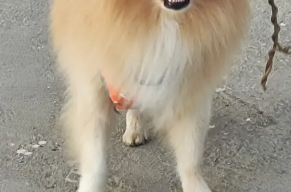 Найдена собака в Сочи, Терренкур