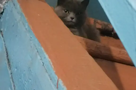 Найдена кошка, Улан-Удэ